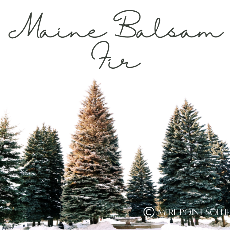 Maine Balsam Fir (white + gold)